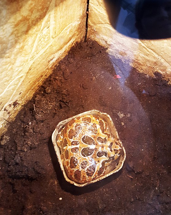 В Красноярске работает уникальная выставка известного коллекционера-биолога