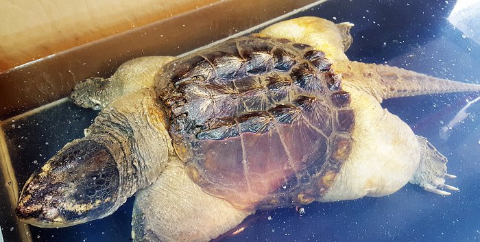 В Красноярске работает уникальная выставка известного коллекционера-биолога