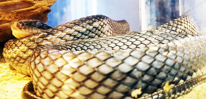 В Красноярске работает уникальная выставка известного коллекционера-биолога