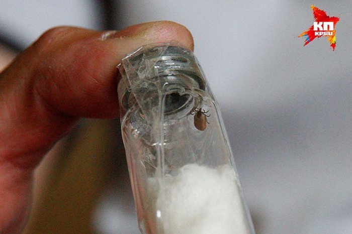 Двух жителей Красноярска госпитализировали с подозрением на клещевой энцефалит