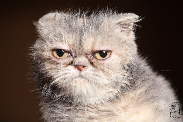 Странный юмор