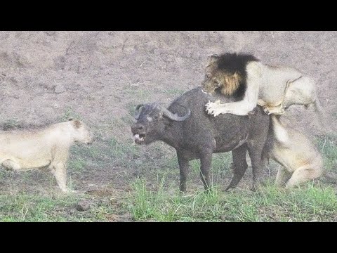 Всё зло – от баб!