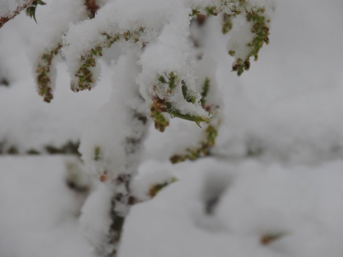 Красноярск 9-е мая