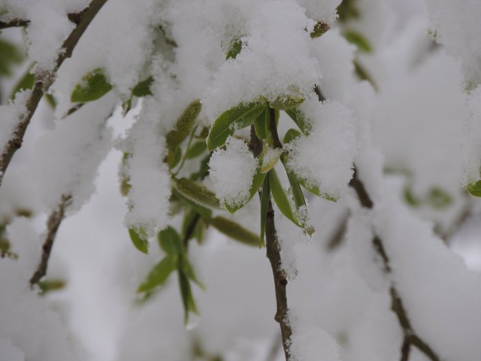 Красноярск 9-е мая