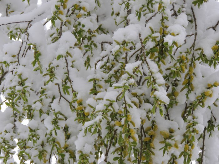 Красноярск 9-е мая