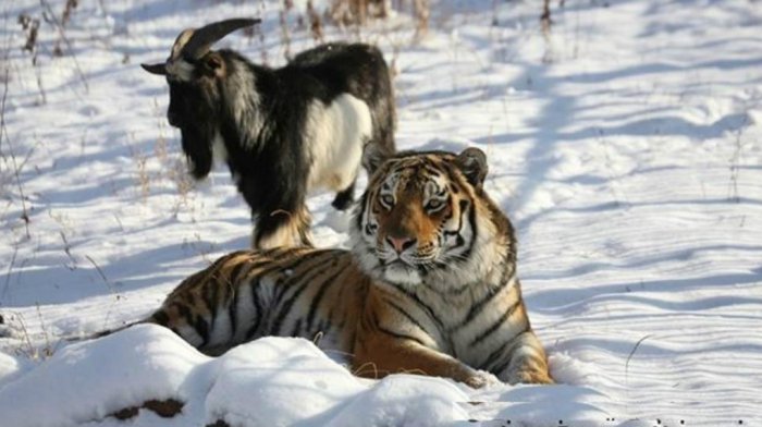 Амур не дружил с Тимуром!