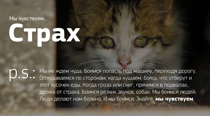 Мы чувствуем...