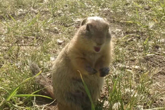 Боевой «икающий» суслик вышел к отдыхающим на Татышеве в Красноярске