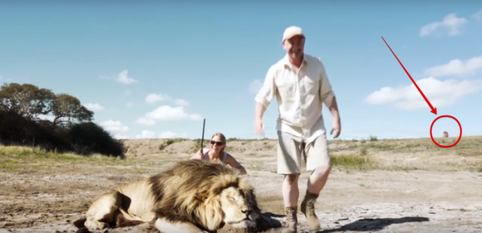 Лев отомстил...