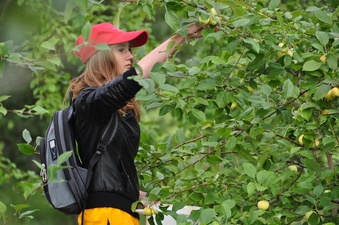 В саду на Татышеве еще не созрели яблоки, а жители Красноярска уже выносят плоды мешками
