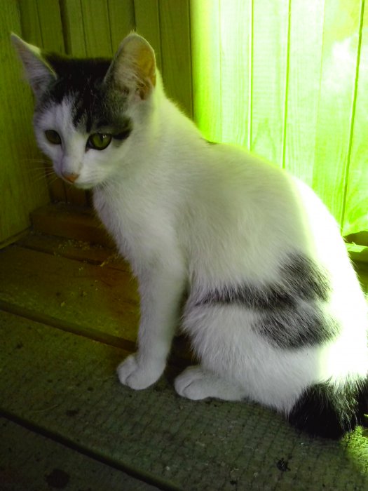 Ищем добрые ручки двум котятам