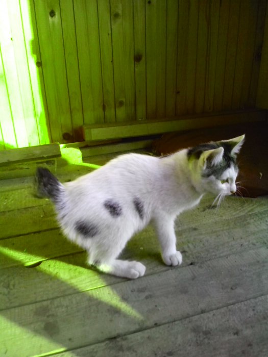 Ищем добрые ручки двум котятам