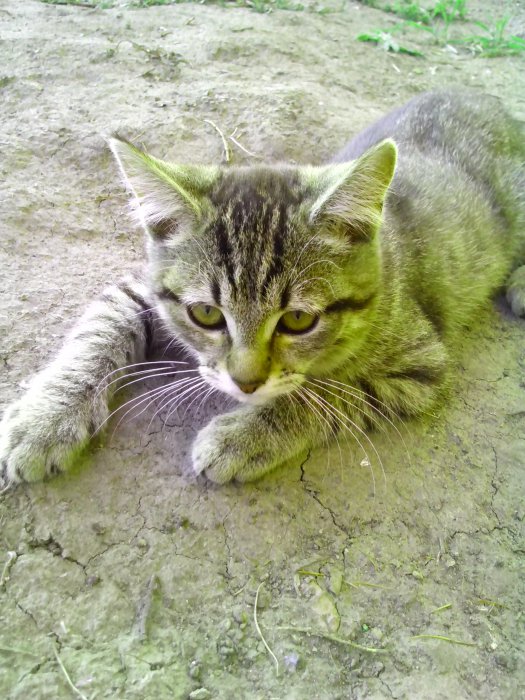 Ищем добрые ручки двум котятам