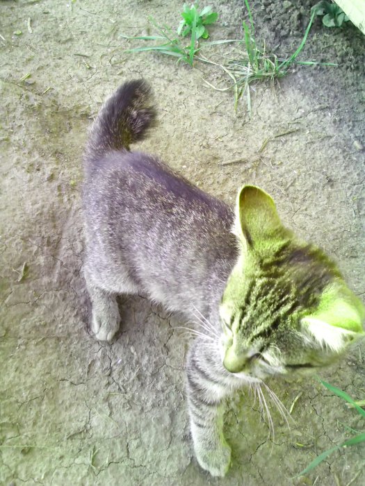 Ищем добрые ручки двум котятам