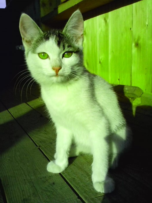 Ищем добрые ручки двум котятам