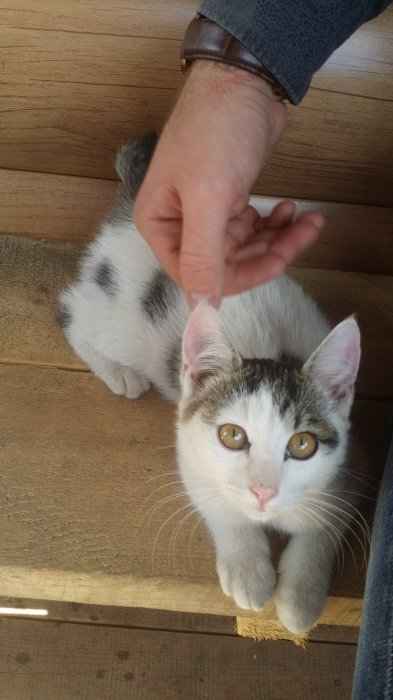 Ищем добрые ручки двум котятам