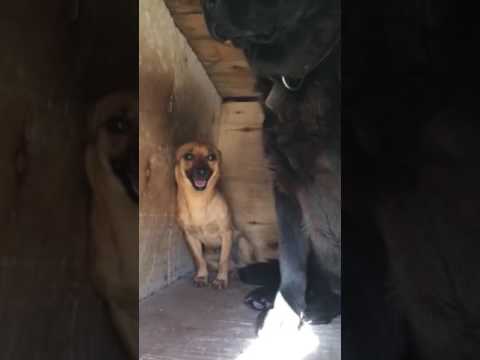 Провинившиеся собаки