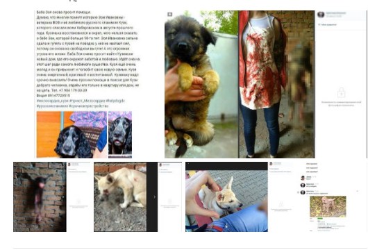 Хабаровские живодёрки