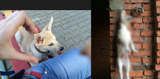 Хабаровские живодёрки