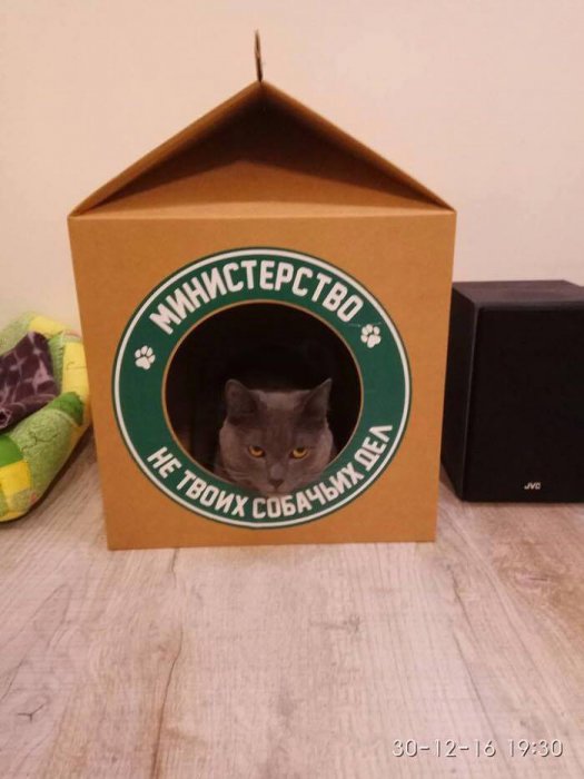 Забавные картинки