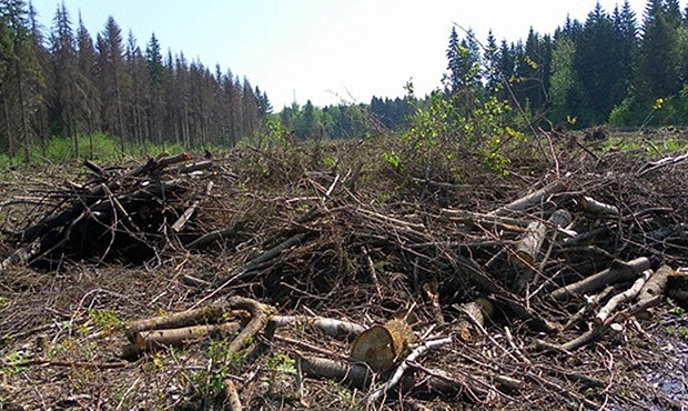 Ну наконец-то! Россиянам разрешат собирать валежник в личных целях    