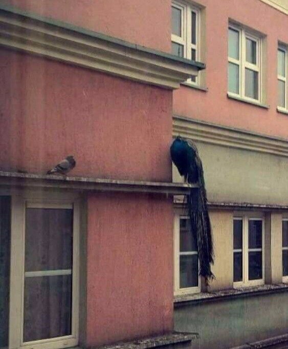 Забавные картинки