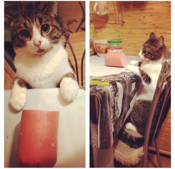 Забавные картинки