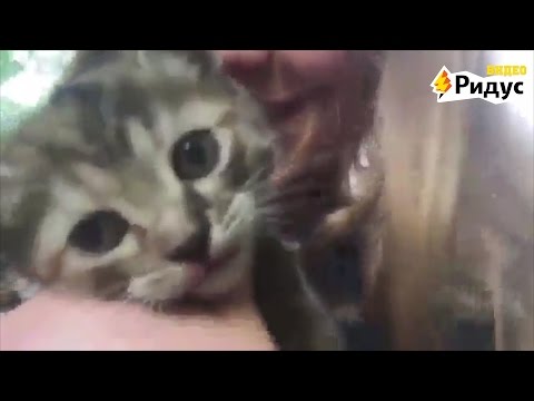 На кол бы эту тварь...