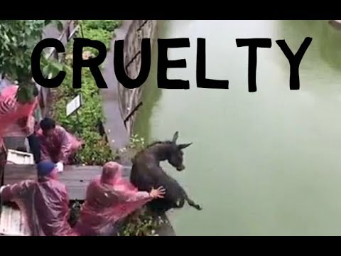 Кормление тигров живым ослом возмутило Интернет