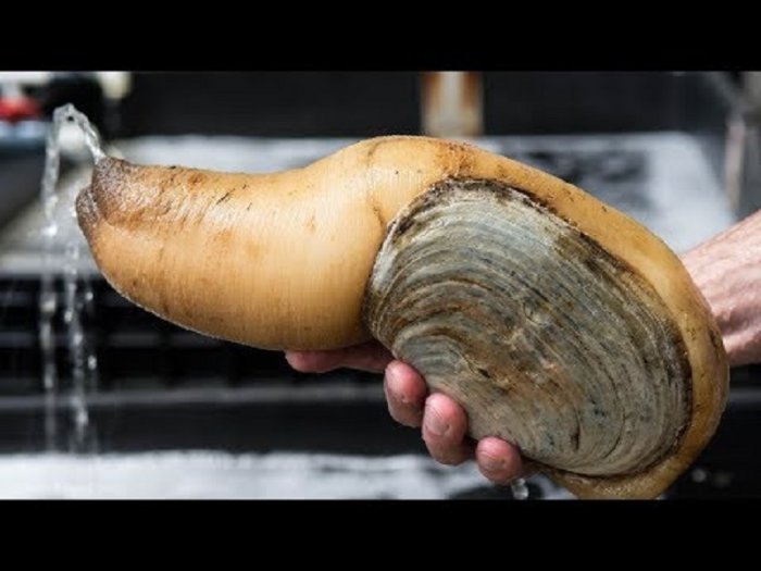 Как поймать, очистить гуидака! Ловля, очистка и готовка гуидака!