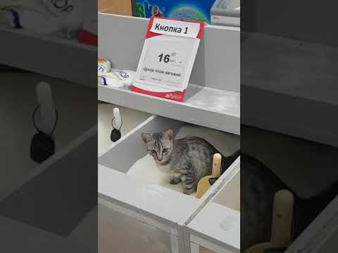 Кот и сахар