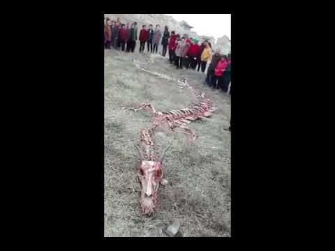 В Китае нашли скелет кого бы вы думали?