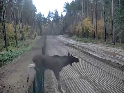 Лось ушел в Литву!