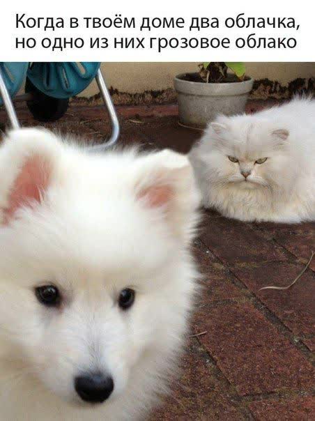 Забавные картинки