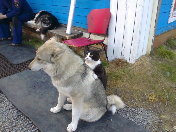 Забавные картинки