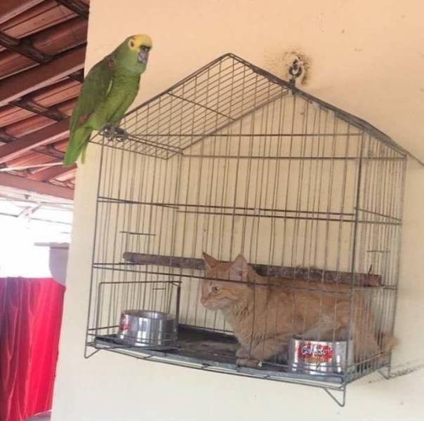 Забавные картинки