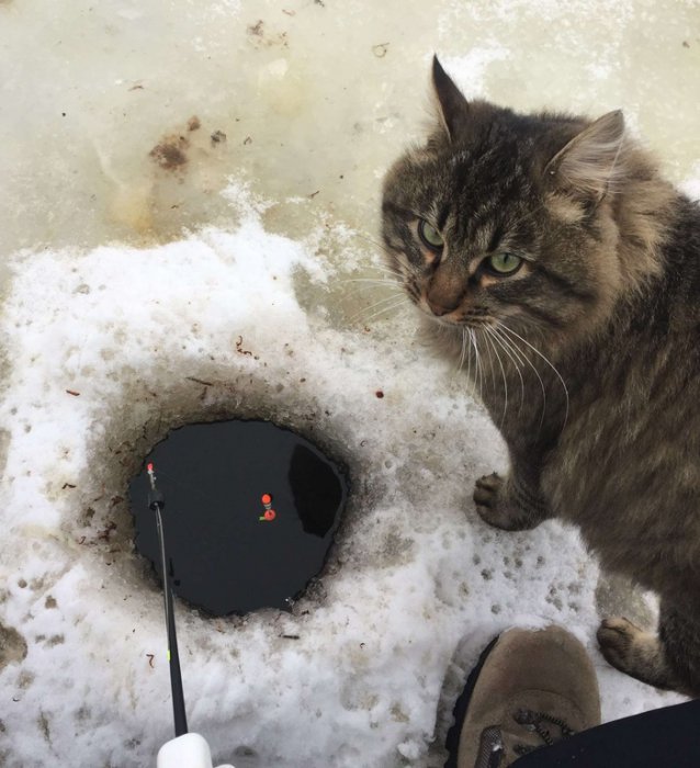 Забавные картинки