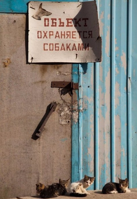 Забавные картинки