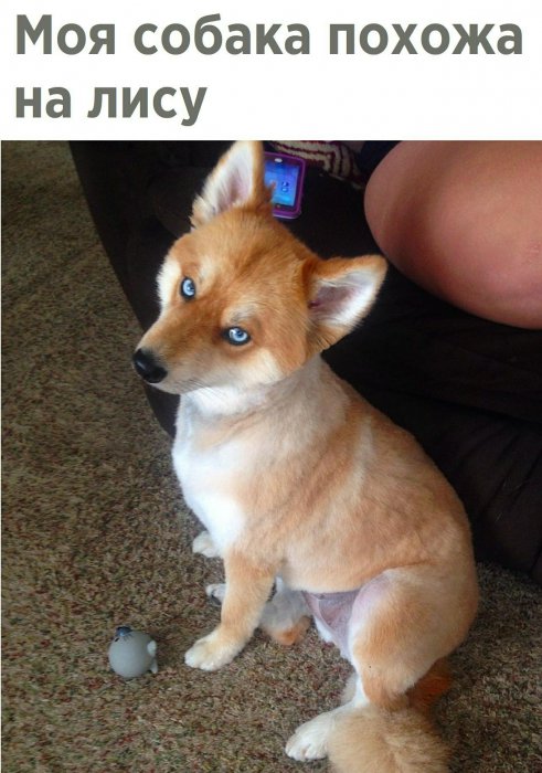 Забавные картинки