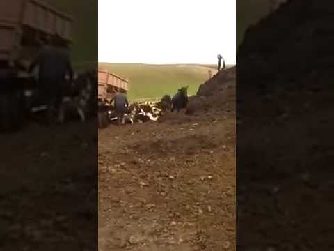 Жестокое обращение с коровами или нет?