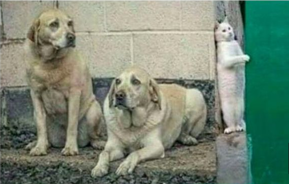 Забавные картинки