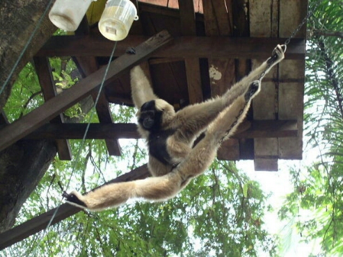  Невзоров о шпагатах Волочковой: Так самки гиббонов избавляются от чужого семени