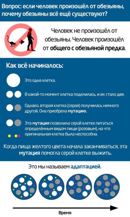 Про эволюцию по полочкам