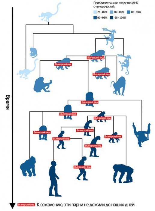 Про эволюцию по полочкам