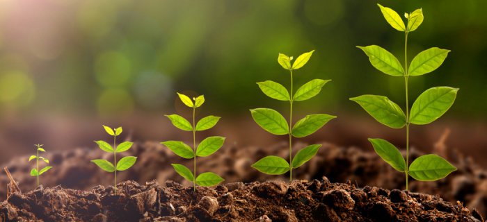 Весь процесс роста растения на видео