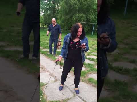 Собачка погрызла панамку