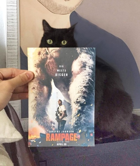 Забавные картинки