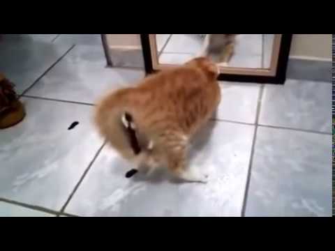 Знакомство кота с зеркалом закончилось плохо