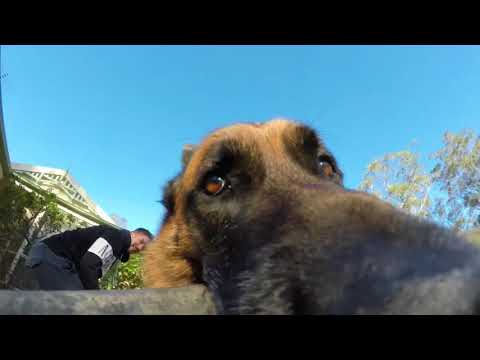 Пёс Коби и необыкновенный кросс!