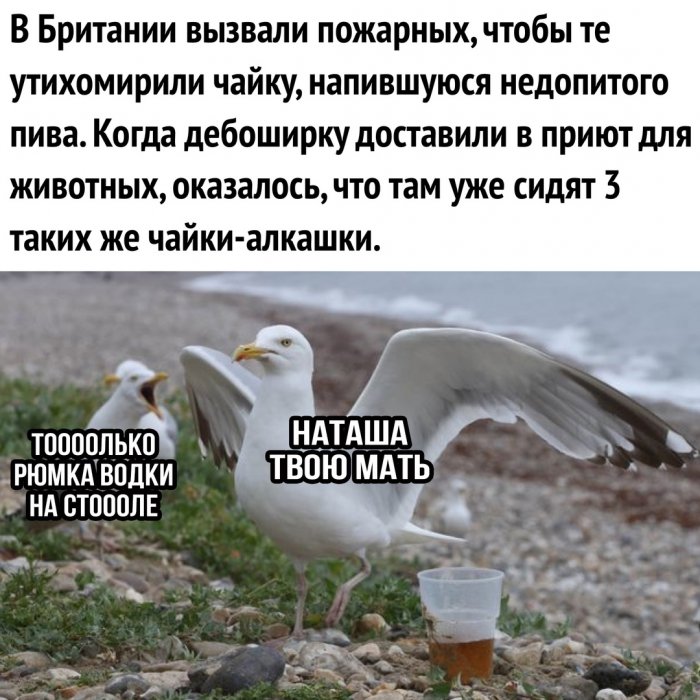 Забавные картинки